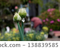 Two onion flower stalks in the field 138839585