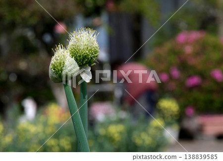 田野裡的兩株洋蔥花莖 138839585