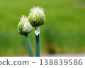 Two onion flower stalks in the field 138839586