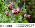 Flowers of Sayaendo 138839587