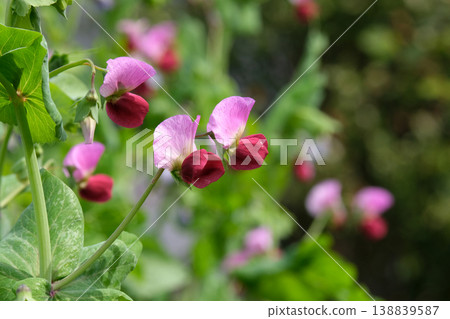 Flowers of Sayaendo Flowers of Sayaendo 138839587