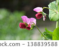 Flowers of Sayaendo 138839588