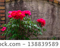 Red peony flowers blooming in the garden 138839589