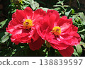 Red button flower 138839597