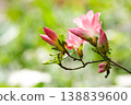 Beautiful pink azalea 138839600