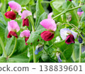 Red bean flower flowers 138839601