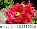Red button flower 138839610