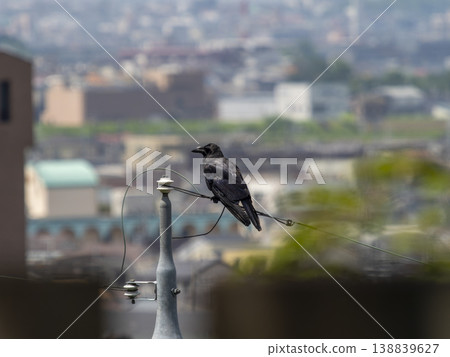 A crow perched on a power line and the cityscape A crow perched on a power line and the cityscape 138839627