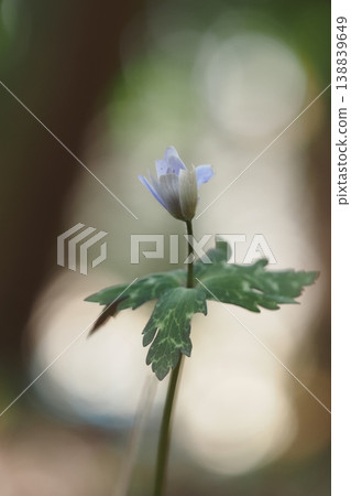Snow throat flowers 138839649