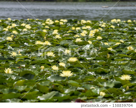 Yellow water lilies blooming in the pond Yellow water lilies blooming in the pond 138839704