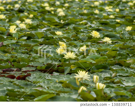 Yellow water lilies blooming in the pond Yellow water lilies blooming in the pond 138839711