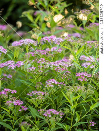 花圃裡盛開著繡線菊。 花圃裡盛開著繡線菊。 138839749