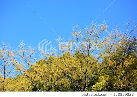 清爽的中國樹果 138839828