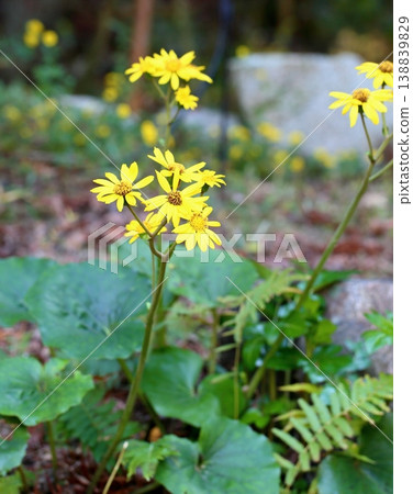 深秋時節,日本遠志的花朵盛開。 深秋時節,日本遠志的花朵盛開。 138839829