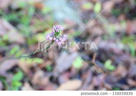 可愛的野蒜花 138839830