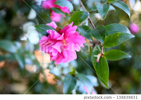 Vivid camellia flowers 138839831