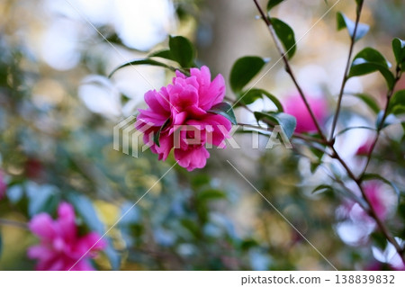 Vivid camellia flowers 138839832