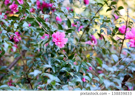 Vivid camellia flowers 138839833