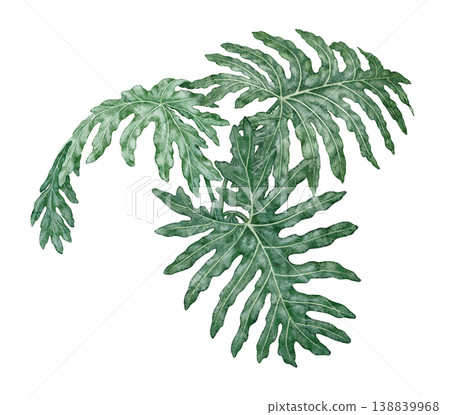 Watercolor tropical leaves Philodendron Selloanum botanical illustration. Hand drawn green foliage with detailed leafy texture and realistic plant form. Indoor greenery template for floral garden art. Watercolor tropical leaves Philodendron Selloanum botanical illustration. Hand drawn green foliage with detailed leafy texture and realistic plant form. Indoor greenery template for floral garden art. 138839968