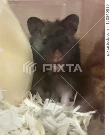 Anmitsu the long-haired hamster Anmitsu the long-haired hamster 138840019