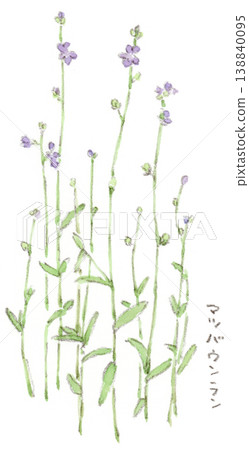 一幅描繪春季植物的水彩插圖，圖中是日本風鈴草（Linaria japonica）的藍色小花。 138840095