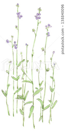 A watercolor illustration of spring plants, the small blue-violet flowers of the Japanese bellflower (Linaria japonica). A watercolor illustration of spring plants, the small blue-violet flowers of the Japanese bellflower (Linaria japonica). 138840096
