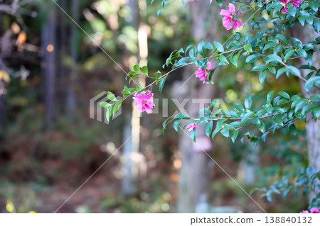 充滿活力的茶梅花 充滿活力的茶梅花 138840132