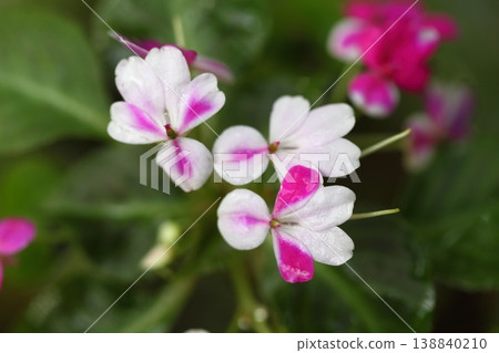 Impatiens flowers wet with rain Impatiens flowers wet with rain 138840210