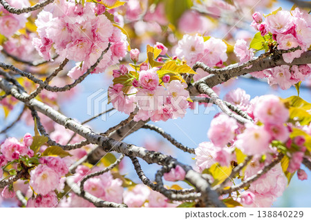 Double cherry blossoms in full bloom, a spring flower backdrop Double cherry blossoms in full bloom, a spring flower backdrop 138840229