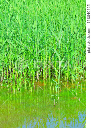 Fresh greenery by the water's edge: Kitamoto Nature Park, Kitamoto City, Saitama Prefecture 138840325