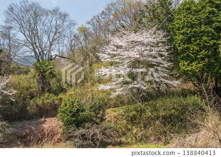 Cherry blossoms in the countryside, Ogi, Otsu City, Shiga Prefecture Cherry blossoms in the countryside, Ogi, Otsu City, Shiga Prefecture 138840413