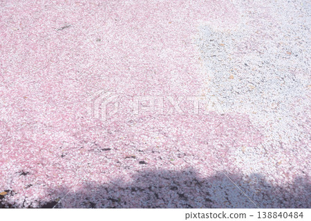 滿是櫻花花瓣的河流、春天的運河、櫻花木筏 滿是櫻花花瓣的河流、春天的運河、櫻花木筏 138840484