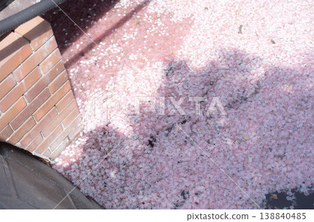 River full of cherry blossom petals, spring canal, sakura flower raft 138840485