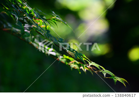 Young maple leaves illuminated by sunlight filtering through the trees Young maple leaves illuminated by sunlight filtering through the trees 138840617