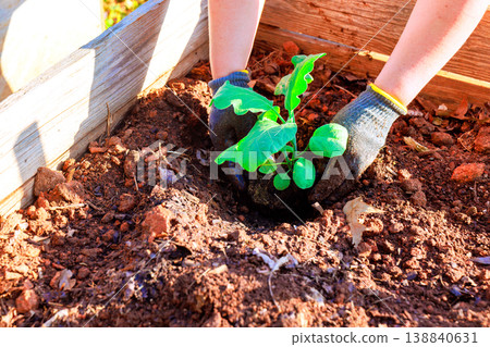 Gardener plants eggplant seedlings in raised bed in backyard garden Gardener plants eggplant seedlings in raised bed in backyard garden 138840631