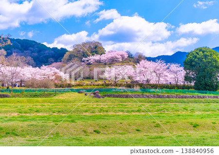 Cherry blossoms and lawn area at Ishibutai Kofun Cherry blossoms and lawn area at Ishibutai Kofun 138840956