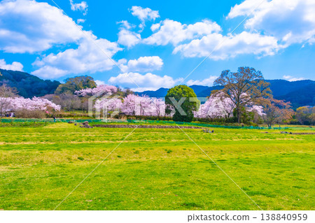 Cherry blossoms and lawn area at Ishibutai Kofun Cherry blossoms and lawn area at Ishibutai Kofun 138840959