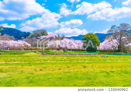 Cherry blossoms and lawn area at Ishibutai Kofun Cherry blossoms and lawn area at Ishibutai Kofun 138840962