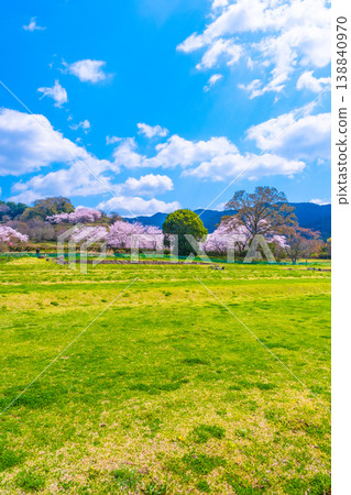 Cherry blossoms and lawn area at Ishibutai Kofun 138840970