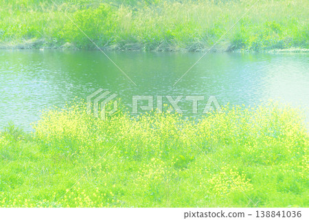 Rape blossoms blooming by the river in spring (background material) Rape blossoms blooming by the river in spring (background material) 138841036