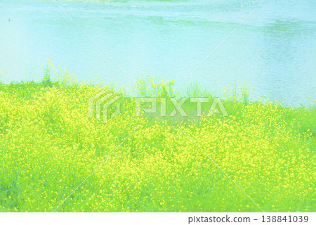 Rape blossoms blooming by the river in spring (background material) 138841039