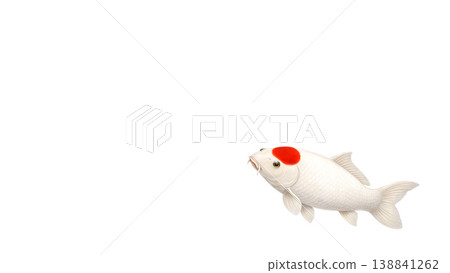A Japanese ornamental fish illustration featuring a red-headed koi carp positioned on the right against a white background. 138841262