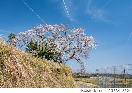 Ogi's Single Cherry Tree, Ogi, Otsu City, Shiga Prefecture Ogi's Single Cherry Tree, Ogi, Otsu City, Shiga Prefecture 138841280