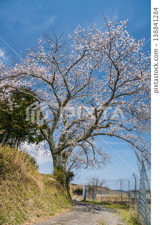 Ogi's Single Cherry Tree, Ogi, Otsu City, Shiga Prefecture Ogi's Single Cherry Tree, Ogi, Otsu City, Shiga Prefecture 138841284