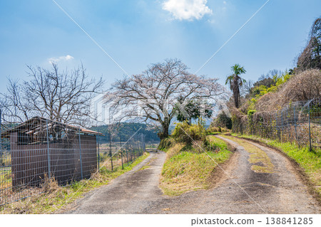 滋賀縣大津市荻町荻的單棵櫻花樹 滋賀縣大津市荻町荻的單棵櫻花樹 138841285