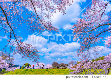 Cherry blossoms of the stone stage Tumulus 138841359