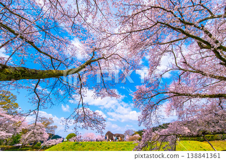Cherry blossoms of the stone stage Tumulus 138841361