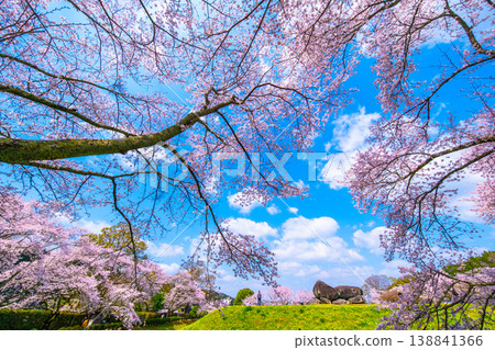 Cherry blossoms of the stone stage Tumulus 138841366