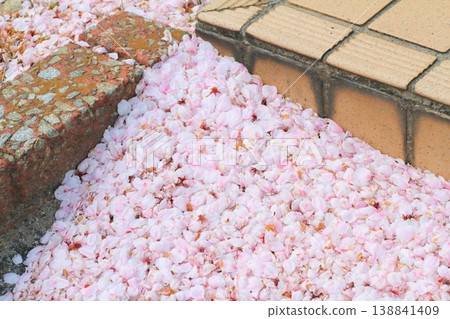 An image of scattered cherry blossom petals piled up by the wind. An image of scattered cherry blossom petals piled up by the wind. 138841409
