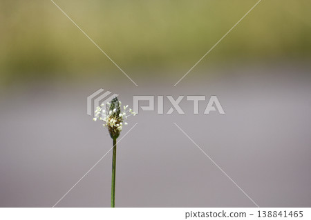 Hella octopus flowers Hella octopus flowers 138841465